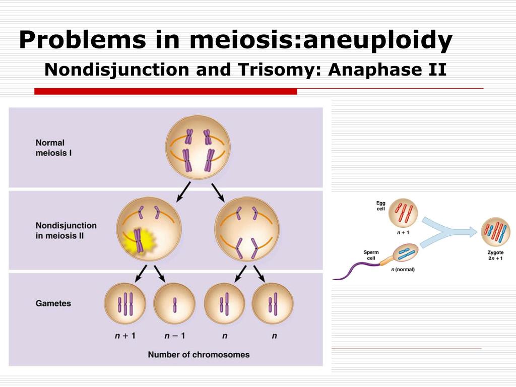 problems in meiosis aneuploidy.