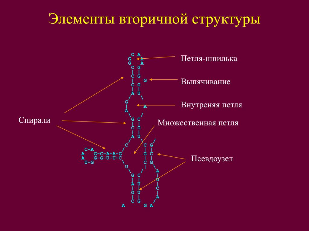Вторичная рнк. Элементы вторичной структуры РНК. Основные элементы вторичной структуры РНК. Вторичная структура РНК шпилька. Элементы вторичной структуры.