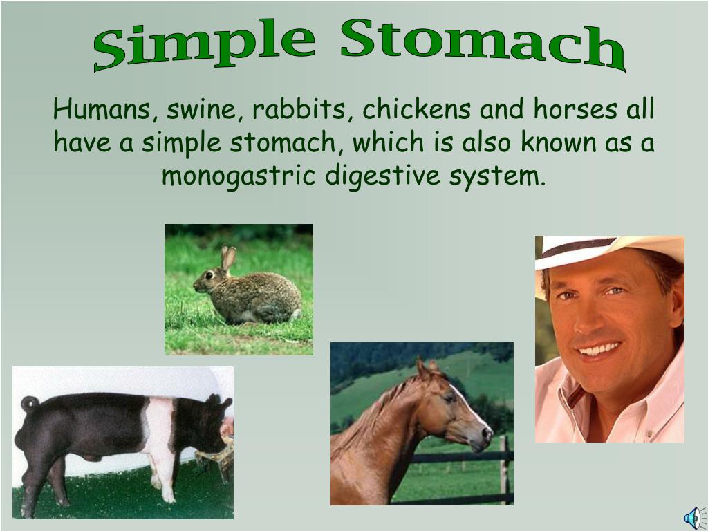 PPT - The Digestive System PowerPoint Presentation, free download - ID