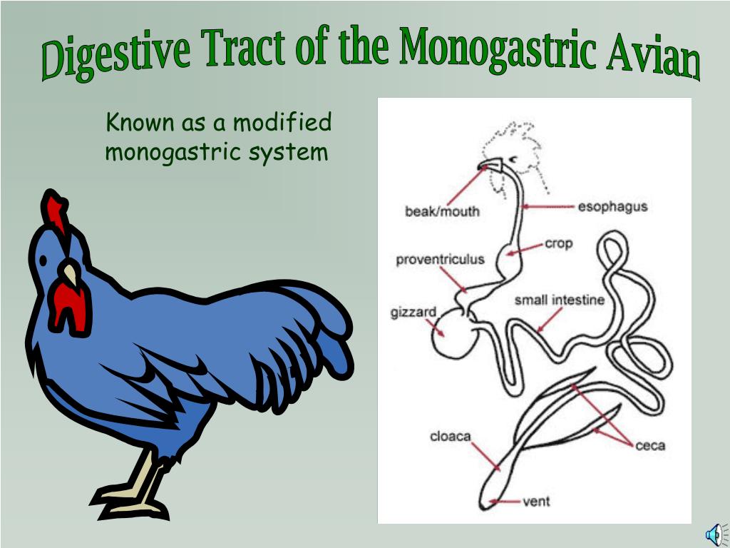 PPT - The Digestive System PowerPoint Presentation, free download - ID