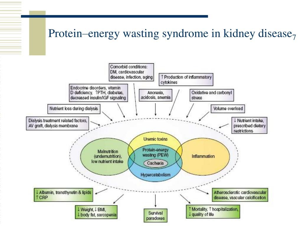 PPT - Nutrition Therapy and Dialysis PowerPoint Presentation - ID:443301