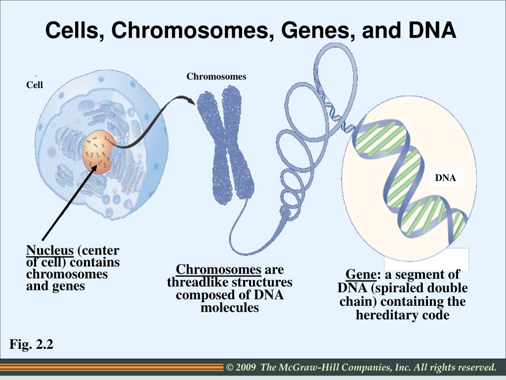 Молекулы днк находится в хромосомах. ДНК хромосомы гены. ДНК ген геном хромосома. Клетки, хромосомы и гены. Молекулы ДНК В хромосоме.