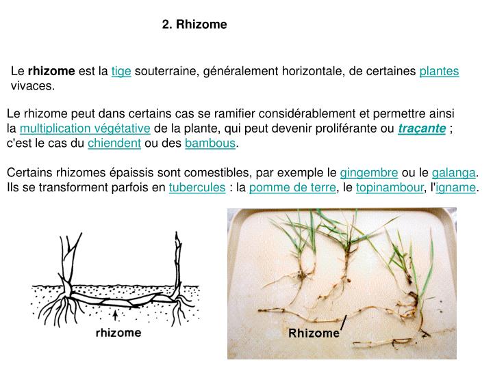 PPT La multiplication végétative des végétaux PowerPoint Presentation ID443542