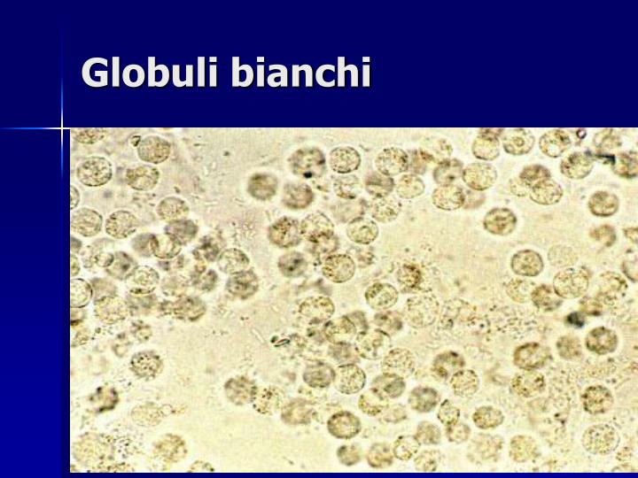 PPT - Esame delle urine PowerPoint Presentation - ID:445594