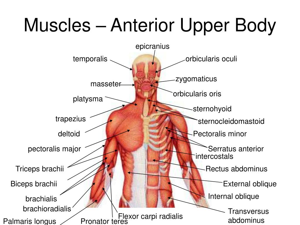 Ppt Chap 10 Muscles Powerpoint Presentation Free Download Id445716