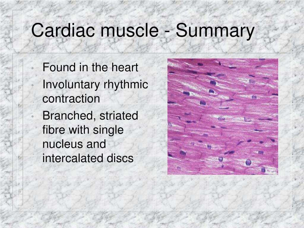 PPT - Anatomy & Physiology I Unit 8: Muscular System Review PowerPoint