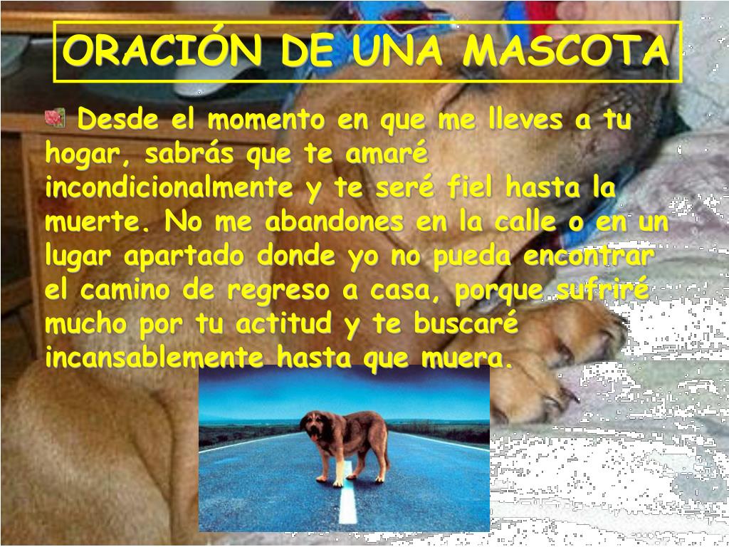 PPT - ORACIÓN DE UNA MASCOTA PowerPoint Presentation, free download -  ID:447750