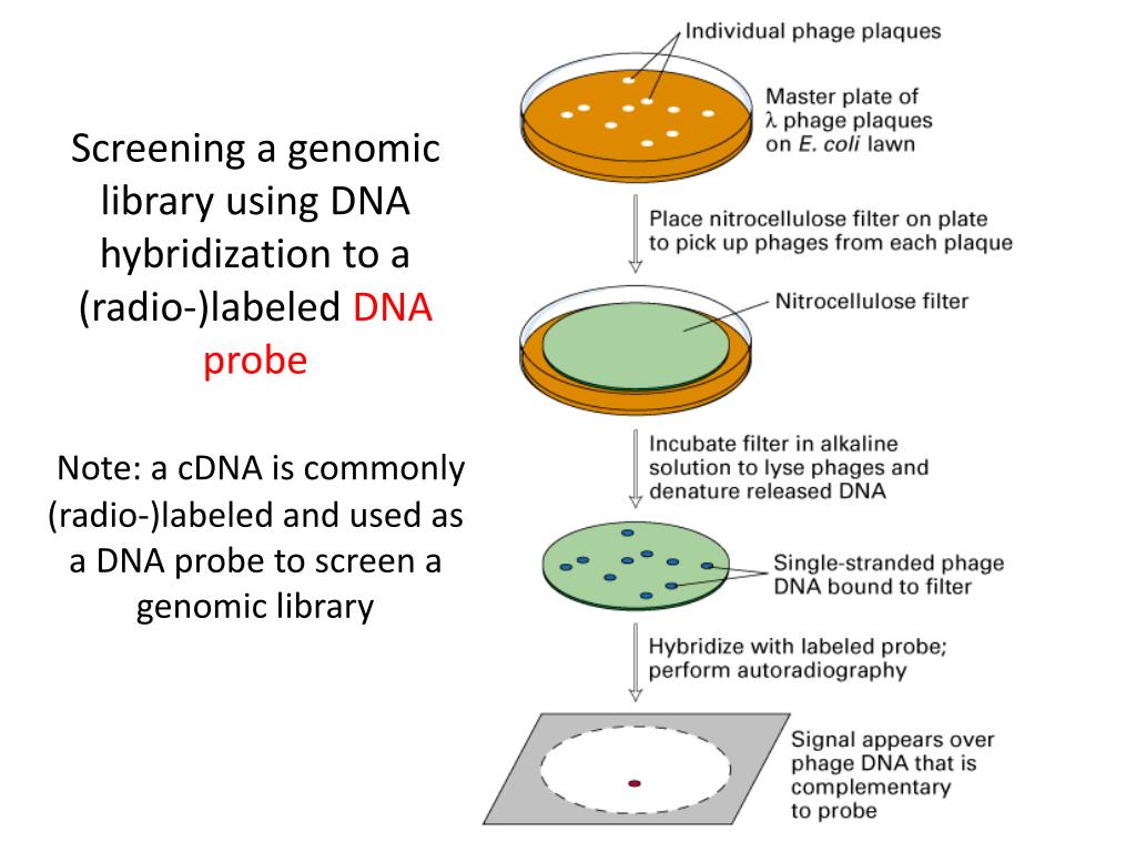 PPT MCB 720 Molecular Biology PowerPoint Presentation, free download