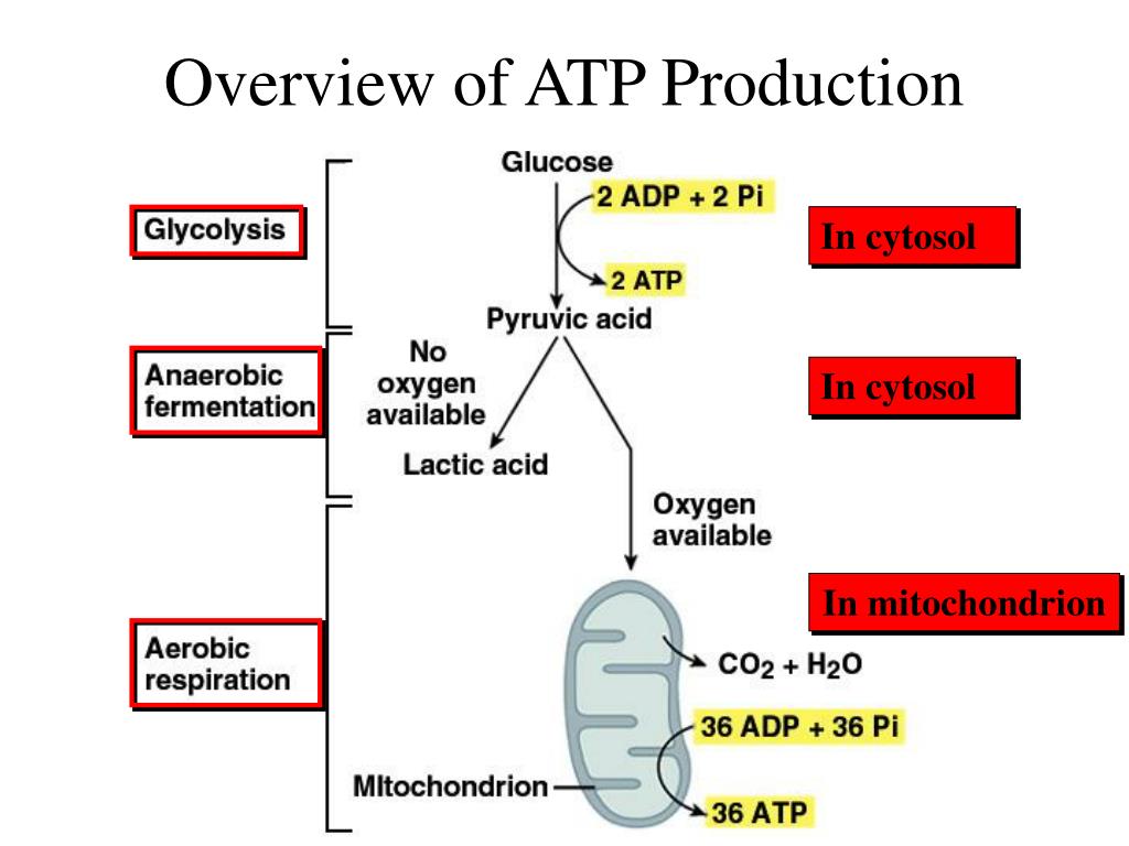 atp production atp production