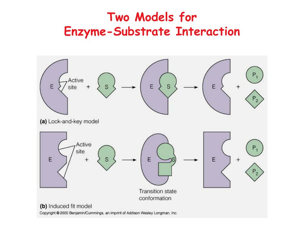 PPT Biochemistry 412 Enzyme I March 29 th , 2005 PowerPoint