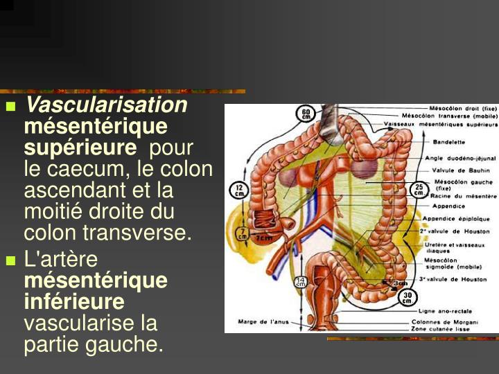 A La Fois De Lileon Et Du Caecum Synonyme PPT - ANATOMIE DU TUBE DIGESTIF PowerPoint Presentation - ID:452872