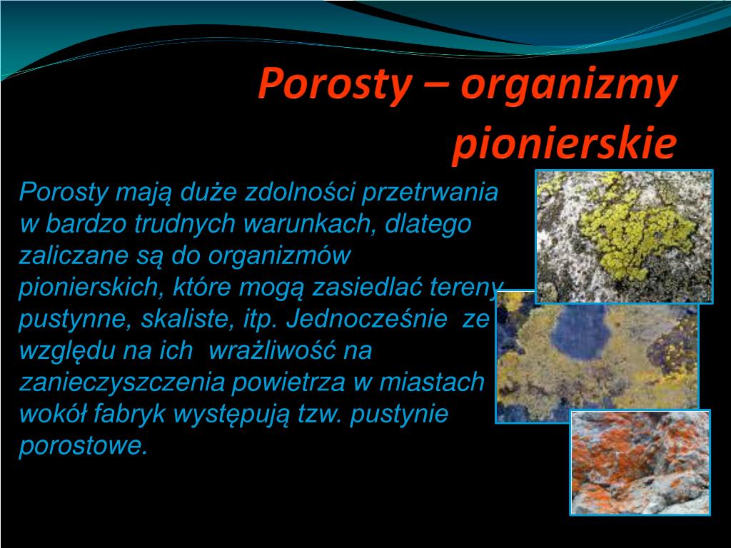 Na Skalach Rozwijaja Sie Organizmy Pionierskie PPT - TAJEMNICE POROSTÓW R. Białek i P. Masłowski PowerPoint Presentation - ID:455767