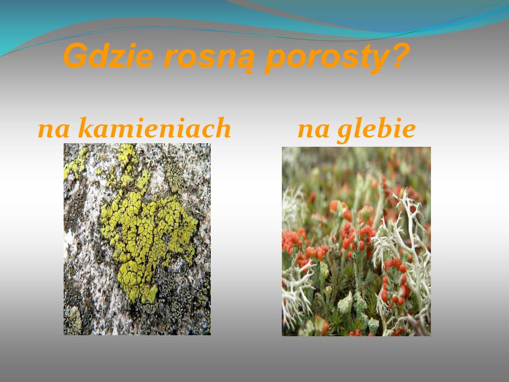 Dlaczego Porosty Nazywamy Organizmami Pionierskimi PPT - TAJEMNICE POROSTÓW R. Białek i P. Masłowski PowerPoint