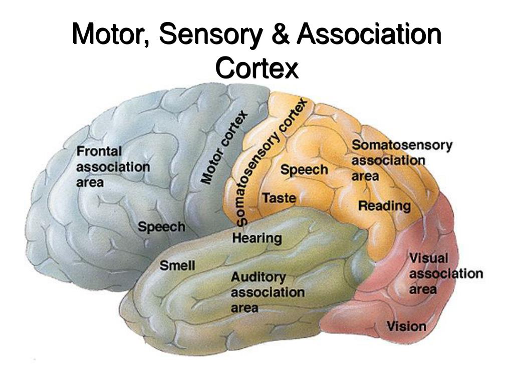 Sensory Motor Cortex Function At Glen Williams Blog