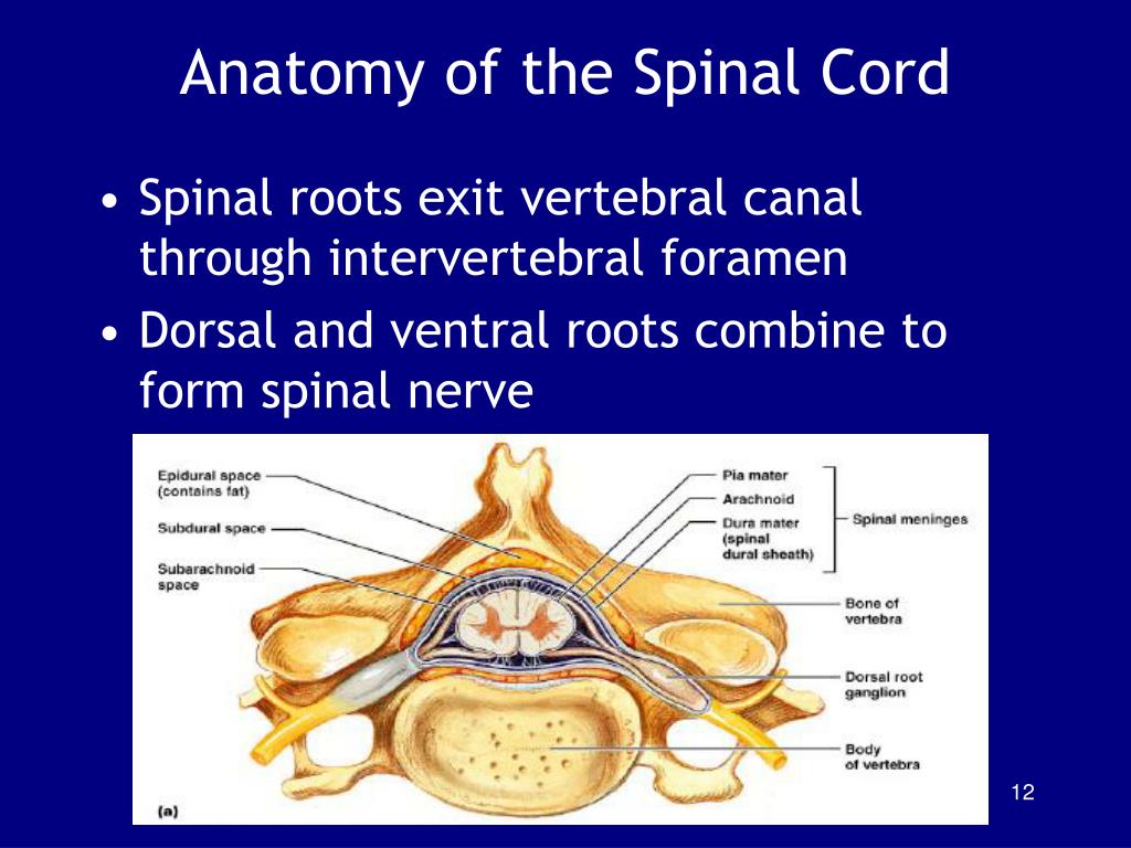 PPT - Chapter 13: The Spinal Cord, Spinal Nerves, and Spinal Reflexes