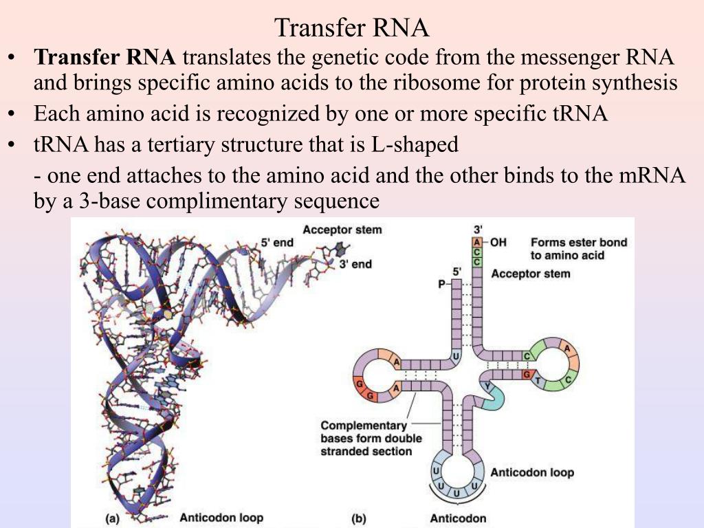 Рнк перевод. Третичная структура ТРНК. Вторичная структура ТРНК. Третичная структура МРНК. Transfer RNA.