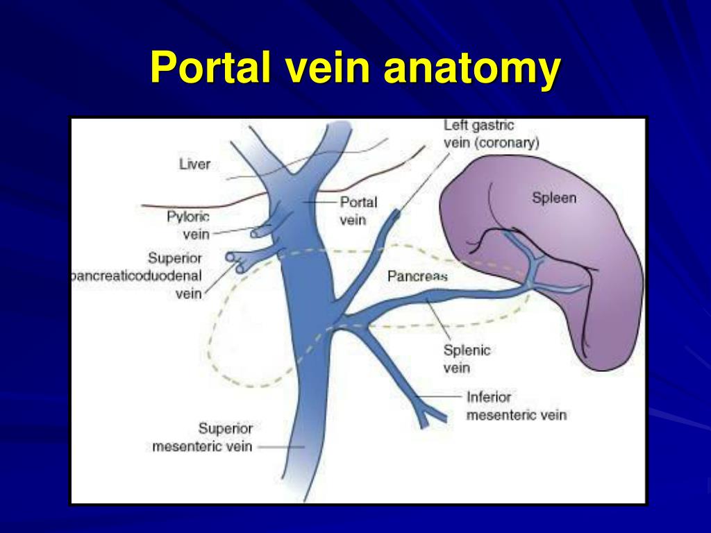 Portal Venous System Anatomy