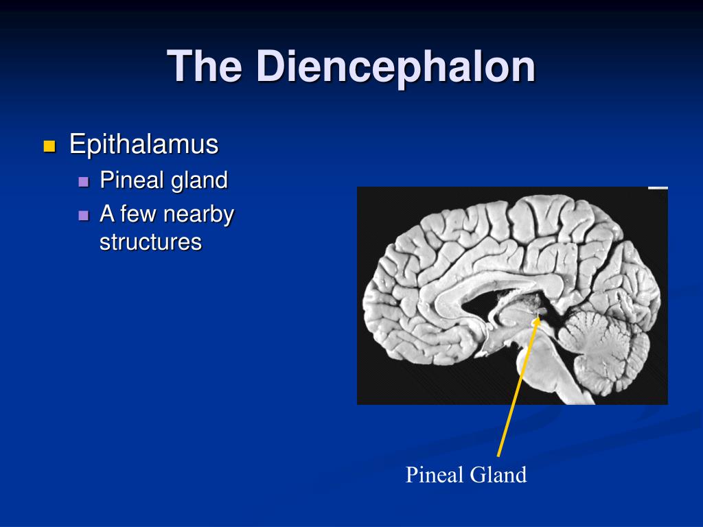 PPT - The Diencephalon PowerPoint Presentation; free download - ID:460474