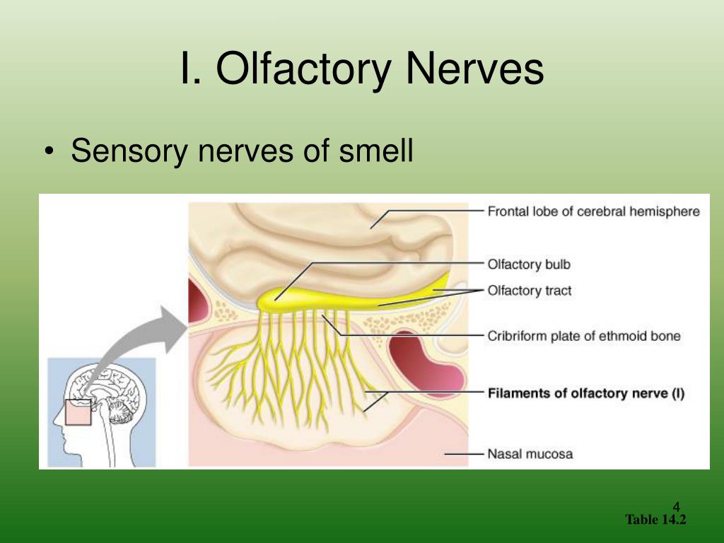 PPT - CRANIAL NERVES PowerPoint Presentation, free download - ID:460654