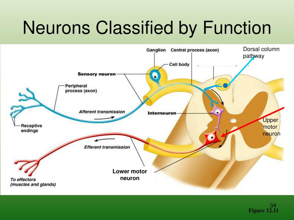 Nervous first. Upper Motor neuron. Dorsal Pathway. Dorsal column. Верхний и Нижний мотонейрон.