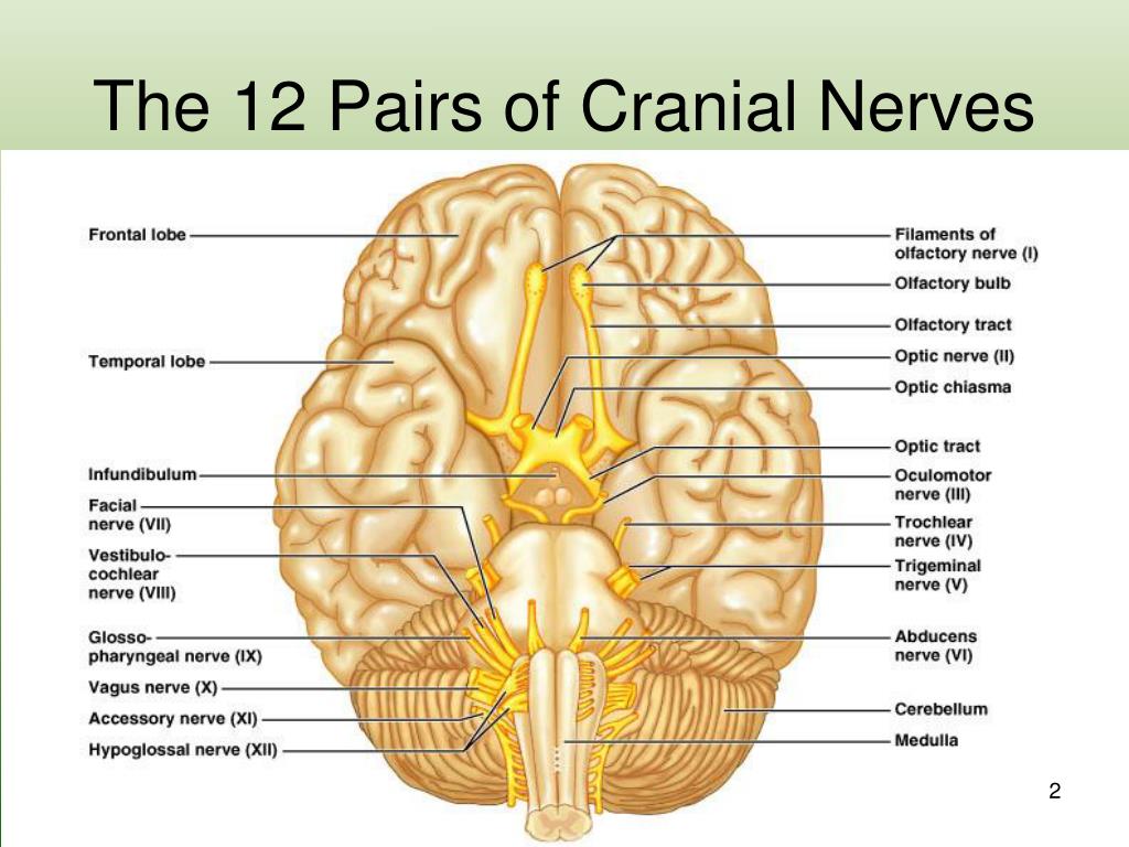12 pairs of nerves in the brain