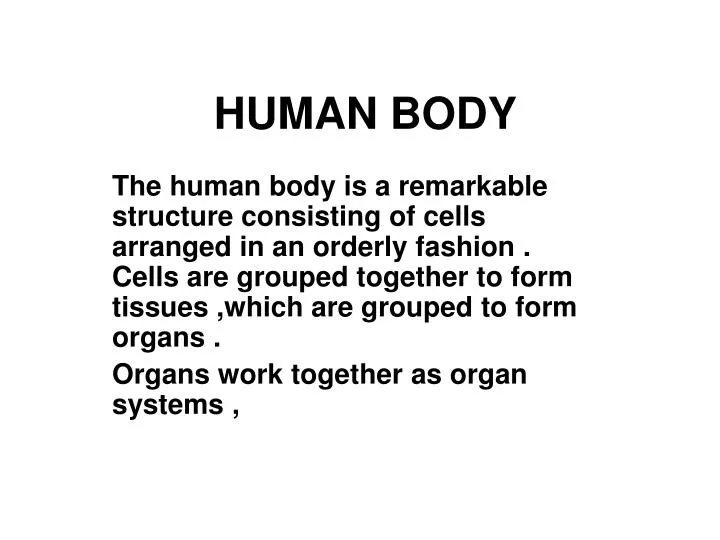 human body n.