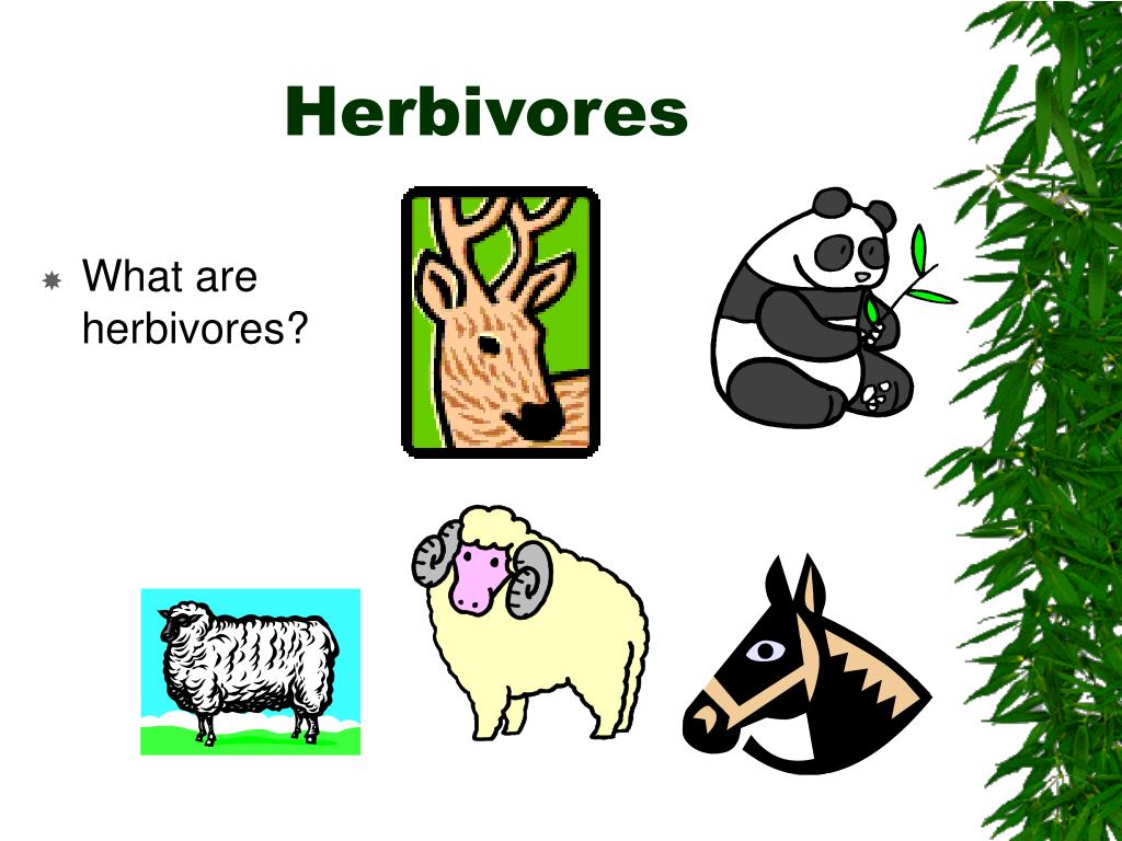 Food Chains PowerPoint Presentation, free download Biology Diagrams