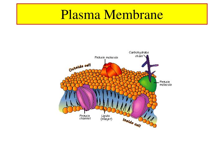 PPT - Fatty Acids and the Immune System PowerPoint Presentation - ID:465195