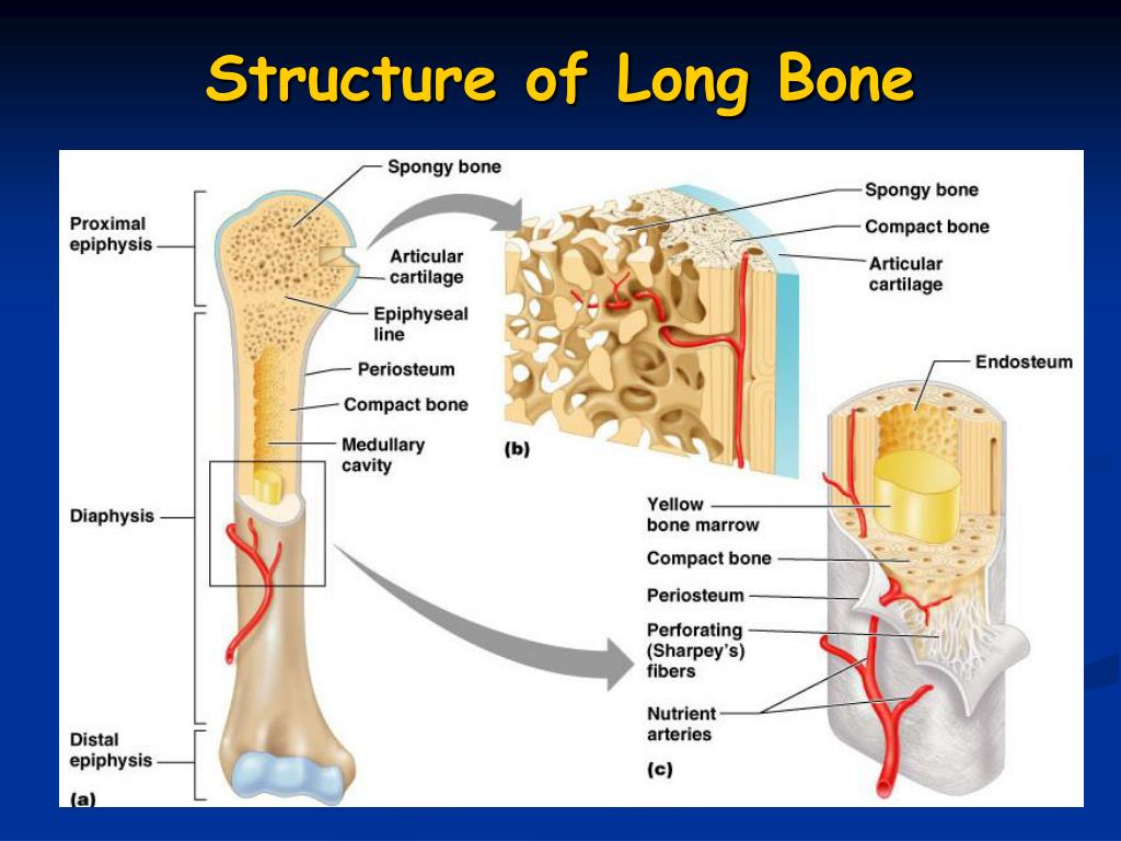 Long bone. Figure Bones Doors. Chuko Bones ppt. Structure of long Bone. Humes.tube.