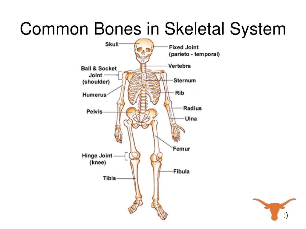 PPT - The Skeletal System PowerPoint Presentation, free download - ID ...