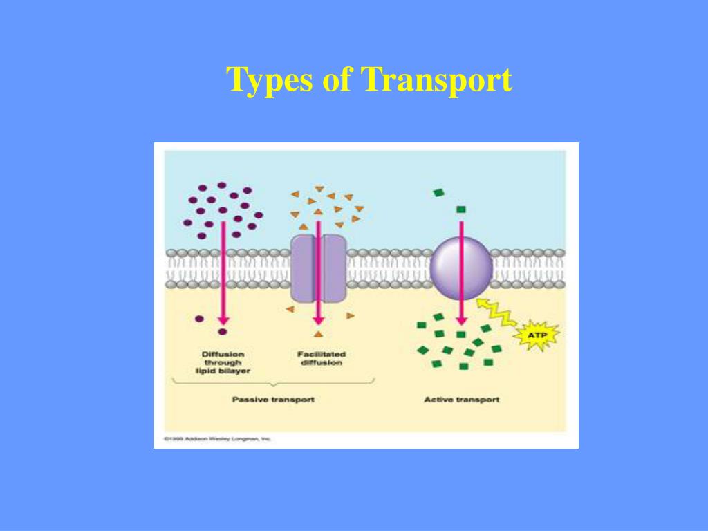PPT Cell Membranes Osmosis and Diffusion PowerPoint
