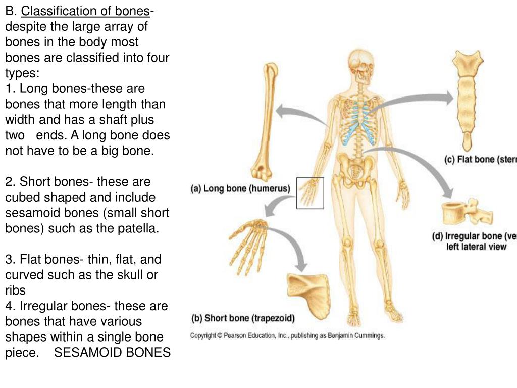 Bones osu