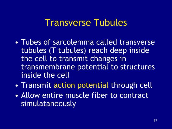 Tubulus Log How Do Transverse Tubules Work? – FLLQSB