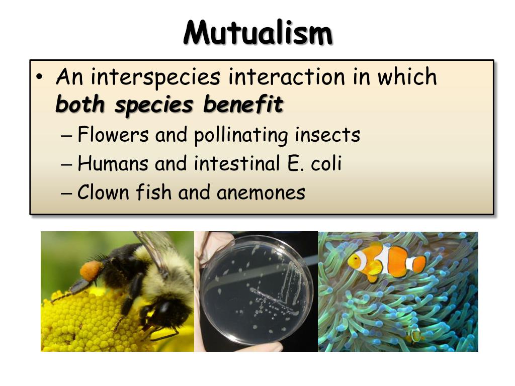 what are the different types of interactions between organisms
