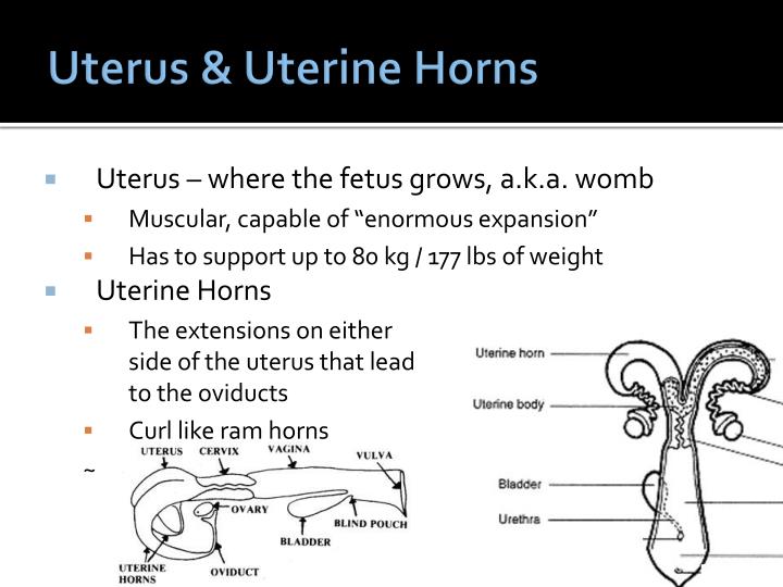 PPT Bovine Reproductive Anatomy PowerPoint Presentation ID467542