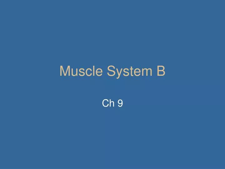 muscle system b n.