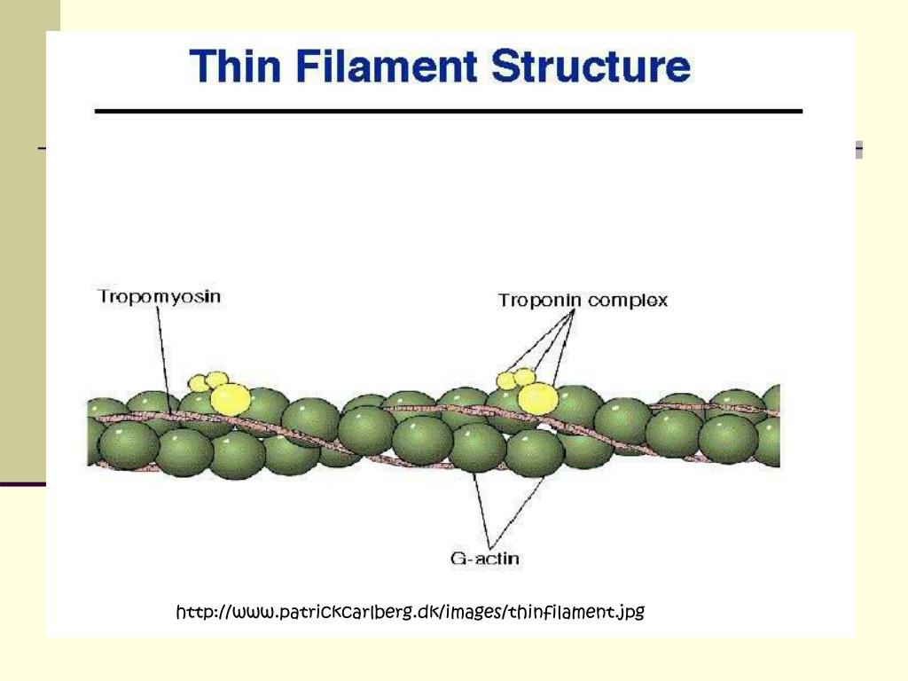 Актин ткань. Актин тропонин тропомиозин. Структура и строение актина. Тонкий филамент актина. Структура тонких филаментов.