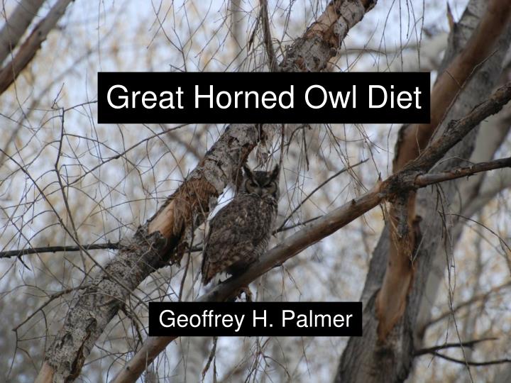PPT Great Horned Owl Diet PowerPoint Presentation Free Download ID 