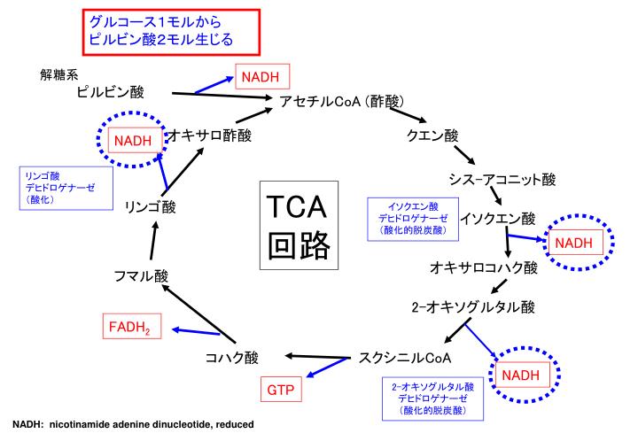 TCA 回路