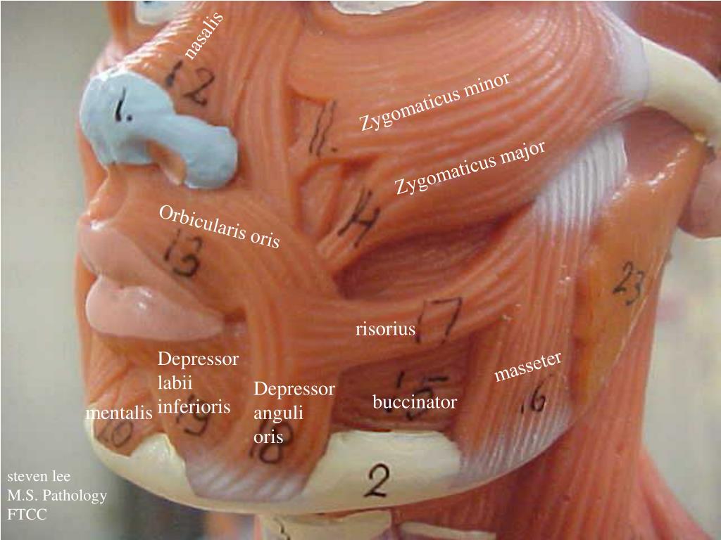 Zygomaticus Major And Minor Zygomaticus Major And Minor