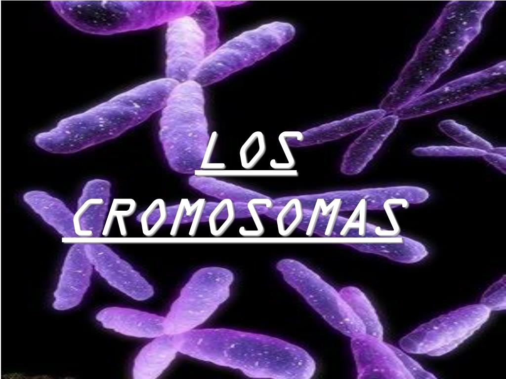 Que significa cromosomas