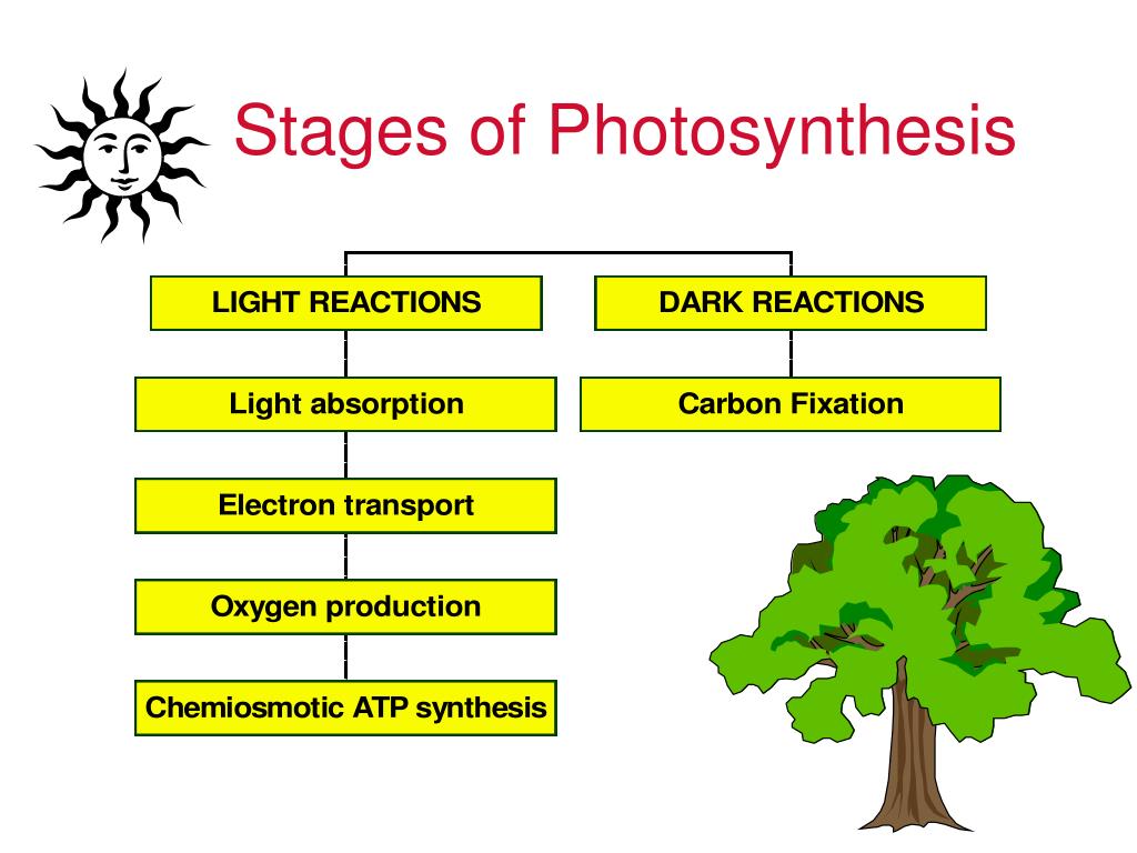write 3 events of photosynthesis