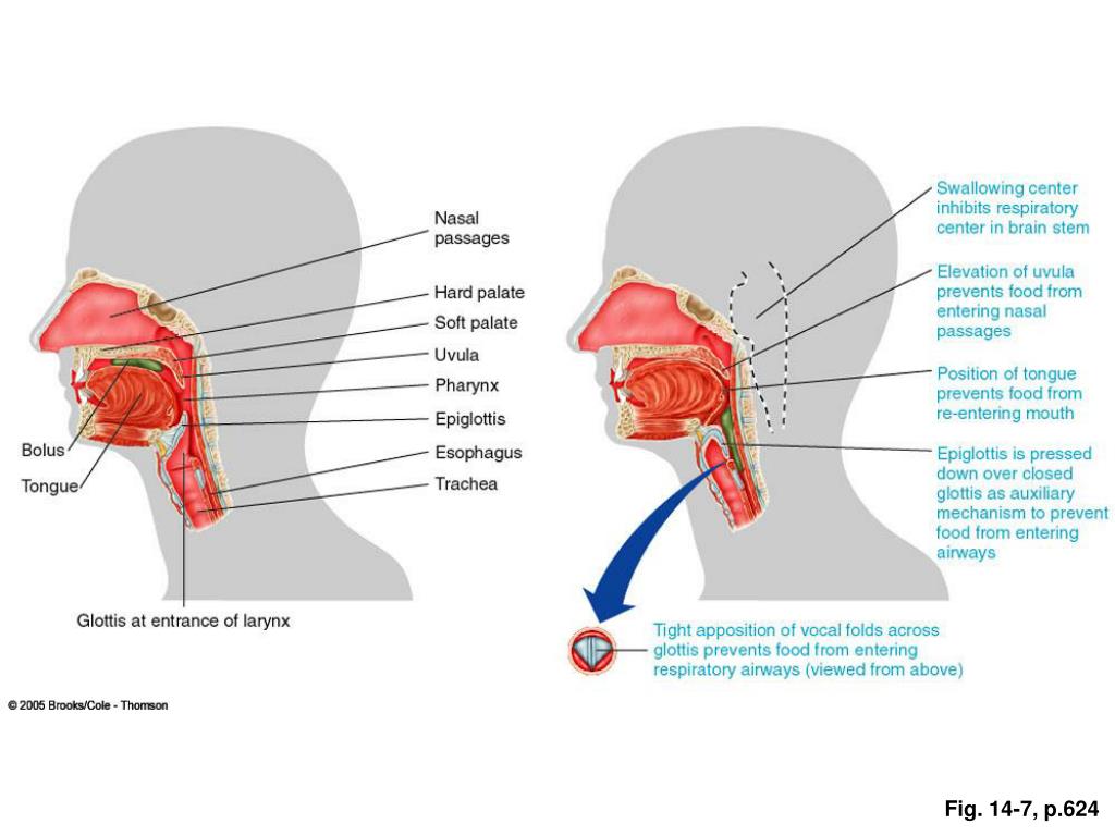 PPT - Digestive systems perform four basic digestive processes ...