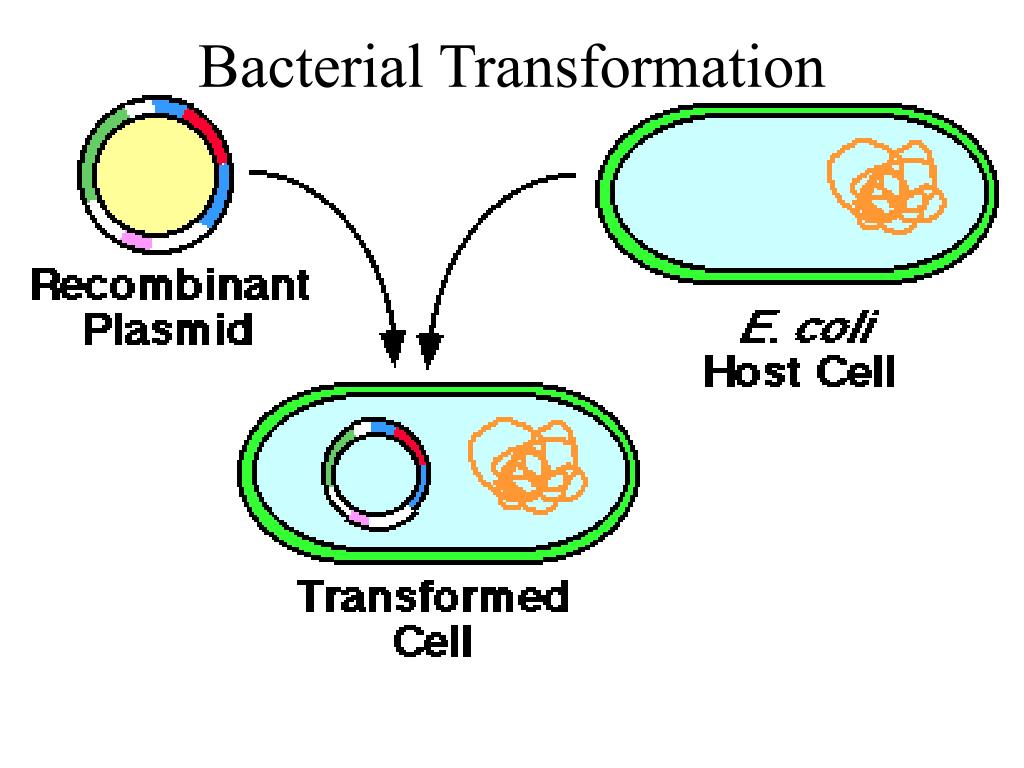 Исследователь трансформировал клетки бактерий плазмидой содержащей ген. Плазмида бактерий. Трансформация клеток. Трансформация плазмиды. Плазмида бактериальной клетки.