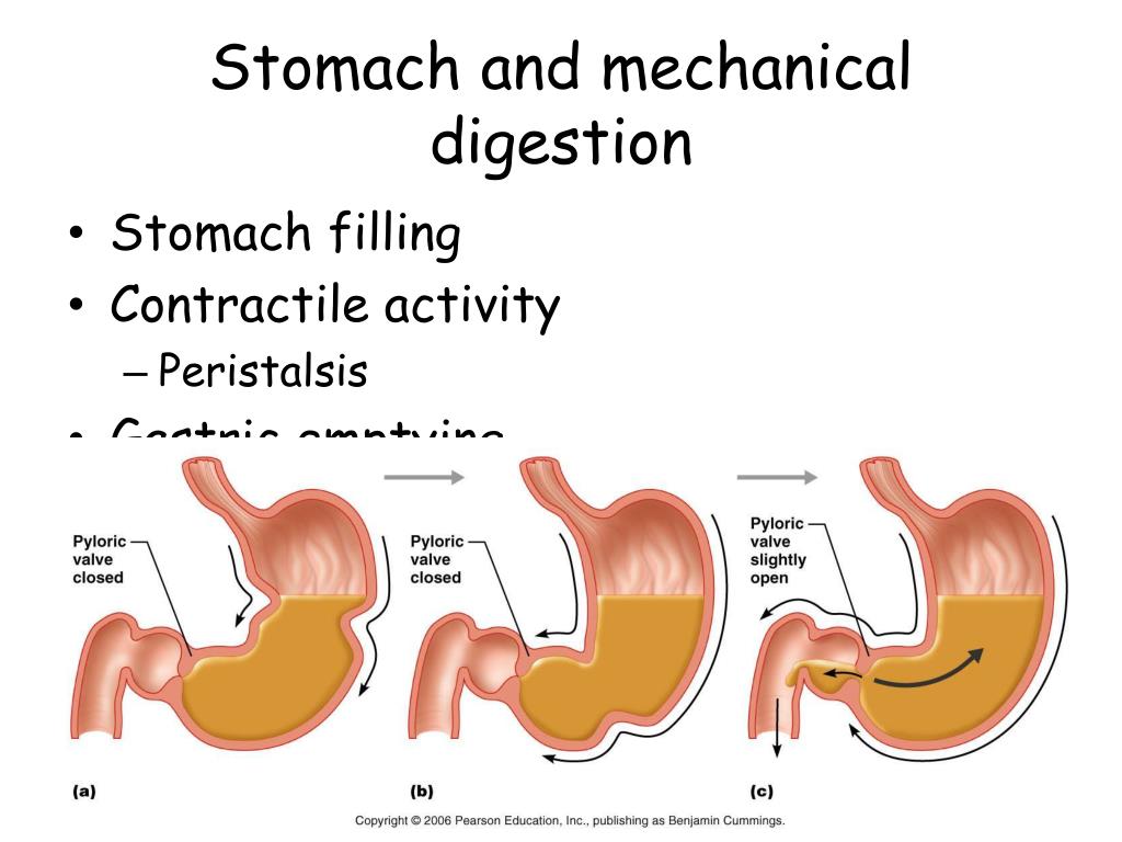 PPT The Digestive System PowerPoint Presentation, free download ID473810