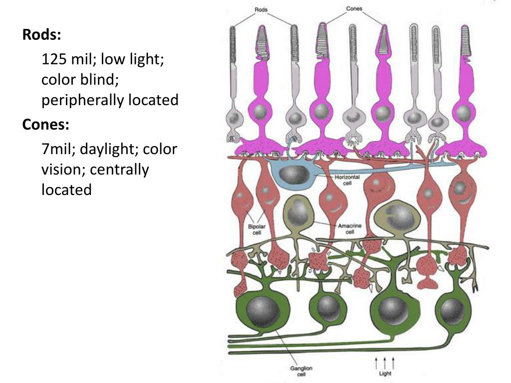 Колбочки сетчатки цвет. Амакринные Нейроны сетчатки. Строение колбочки сетчатки. Нервные клетки сетчатки палочки и колбочки. Амакриновые клетки сетчатки функции.