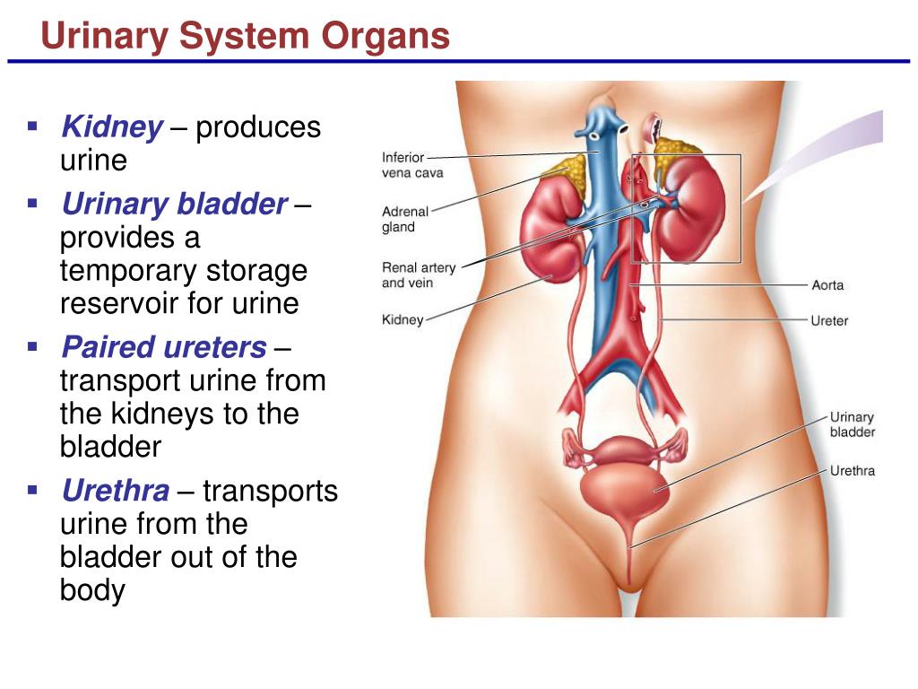 Urinary system. -Urinary (Kidney) System. Which Organ of Urinary System. Kidney function.