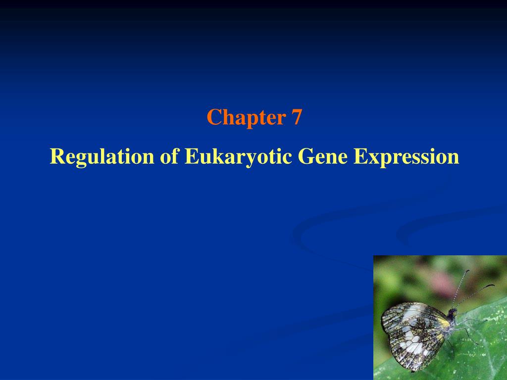 PPT - Chapter 7 Regulation of Eukaryotic Gene Expression PowerPoint  Presentation - ID:476820