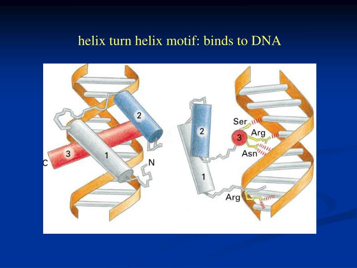 PPT - Chapter 7 Regulation Of Eukaryotic Gene Expression PowerPoint ...