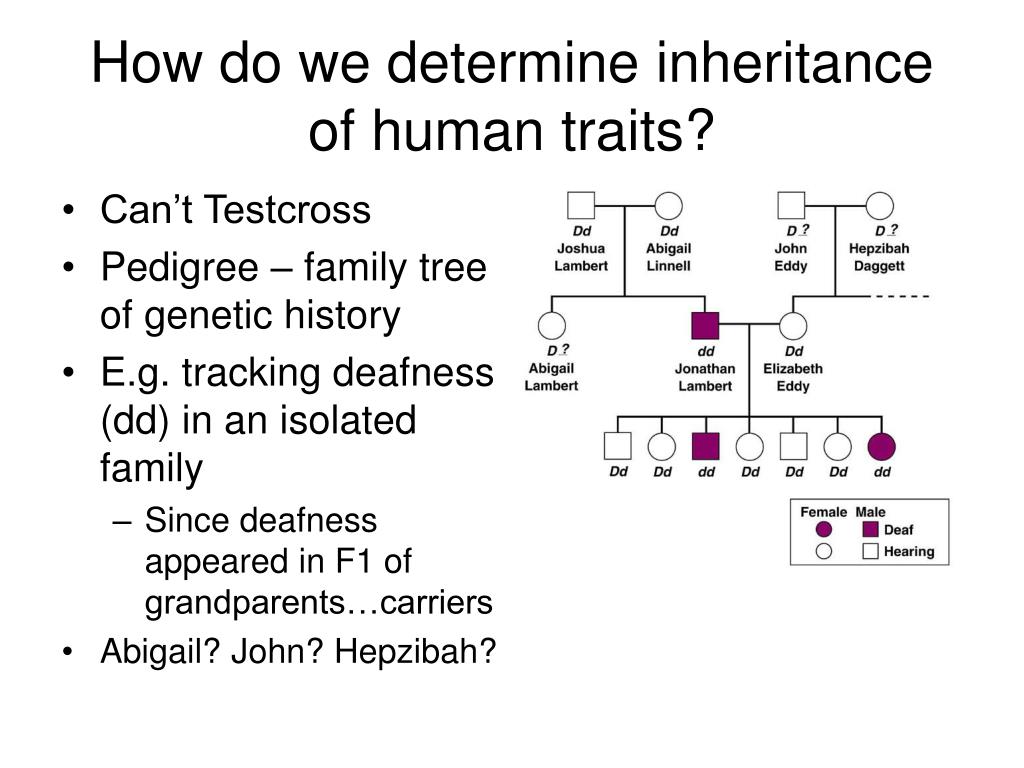 PPT Patterns of Inheritance PowerPoint Presentation, free download